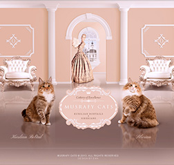 Cat Breeder website design